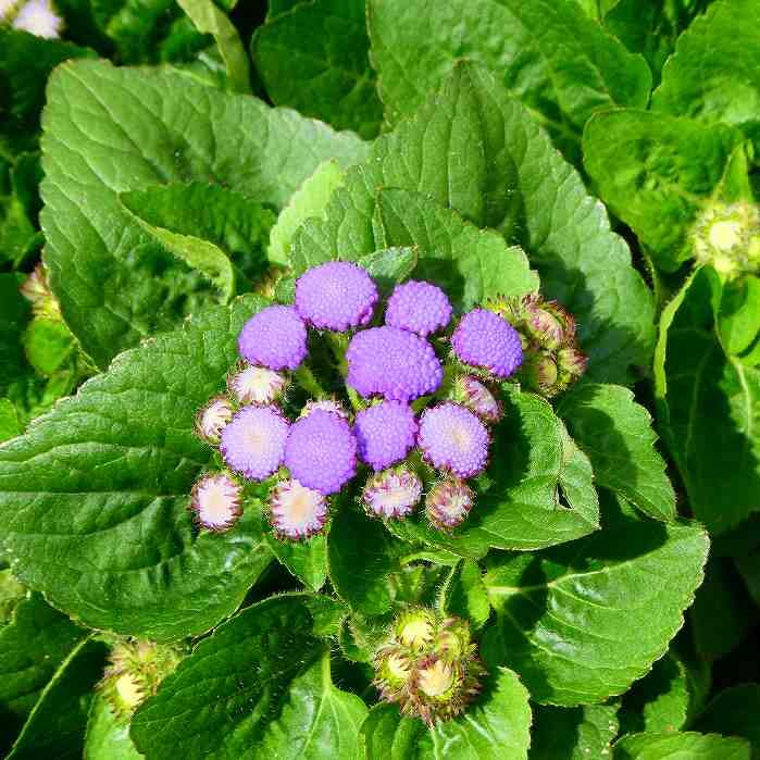 Amazon.co.jp: アゲラタム 苗 3.5号 カッコウアザミ 夏花壇 花苗