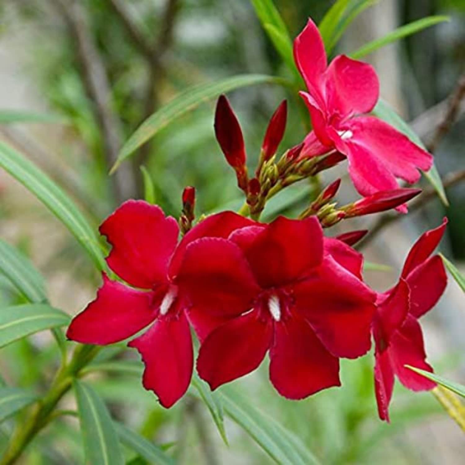 Earth Eagle Oleander Nerium Arali Chedi Red Color Live Healthy Small Plant On Polybag For Indoor And Outdoor Gardening (B09Z9W958H) Amazon Price History, Amazon Price Tracker
