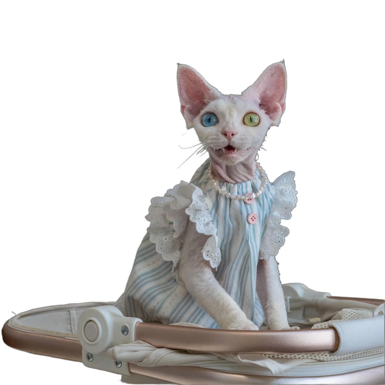 Camisa de gato Sphynx transpirable para evitar frío en verano