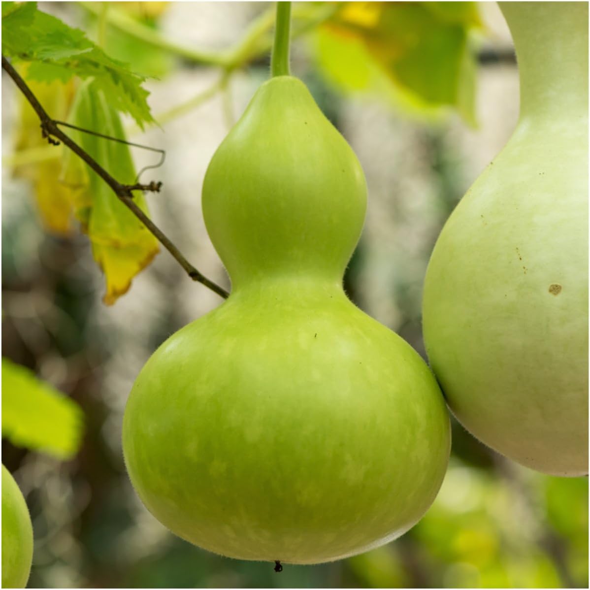 A packet of birdhouse gourd seeds.