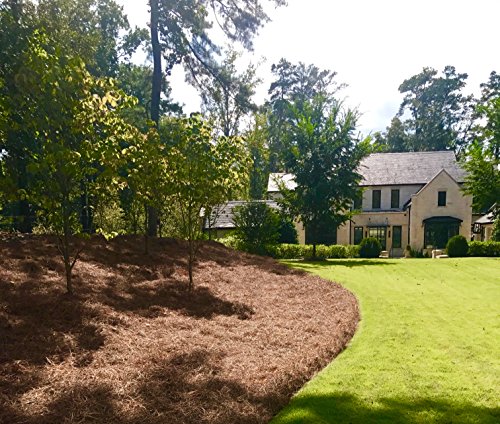 USA Pine Straw - Pine Needle Mulch - Premium Long Needle - Covers 3600 Sqft. - Thumbnail 4