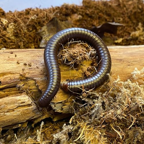InsectSales Giant Chocolate Desert Millipede