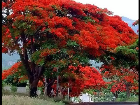 Creative Farmer Flowering Tree - Shade Trees For Playgrounds- Gulmohar - 10 Seeds