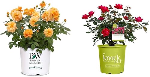 Miniatura 1 de Proven Winner at Last Rose, 2 Gallon, Sunset Orange &amp; Root 98 Warehouse Knockout Double Red Rose, 1g