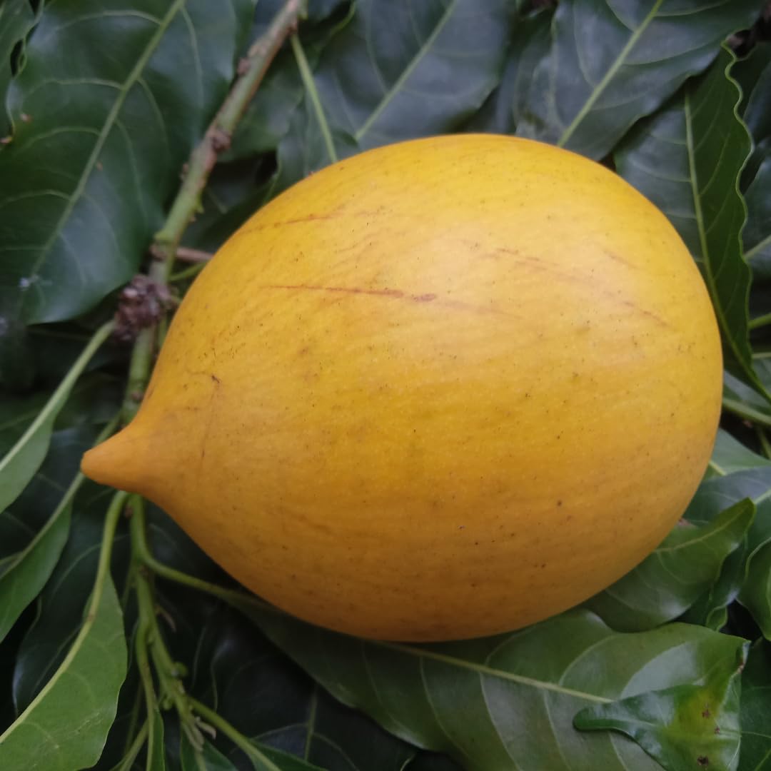 See full amazon price history chart for M-Tech Gardens Brazilian Abiu Fruit Plant (Giant Nipple Abiu, Hybrid) Pouteria caimito Exotic 1 Live Fruit Seedling Plant M-Tech Gardens Brazilian Abiu Fruit Plant (Giant Nipple Abiu, Hybrid) Pouteria caimito Exotic 1 Live Fruit Seedling Plant (B07ZDDFN1B) Amazon Price History, Amazon Price Tracker