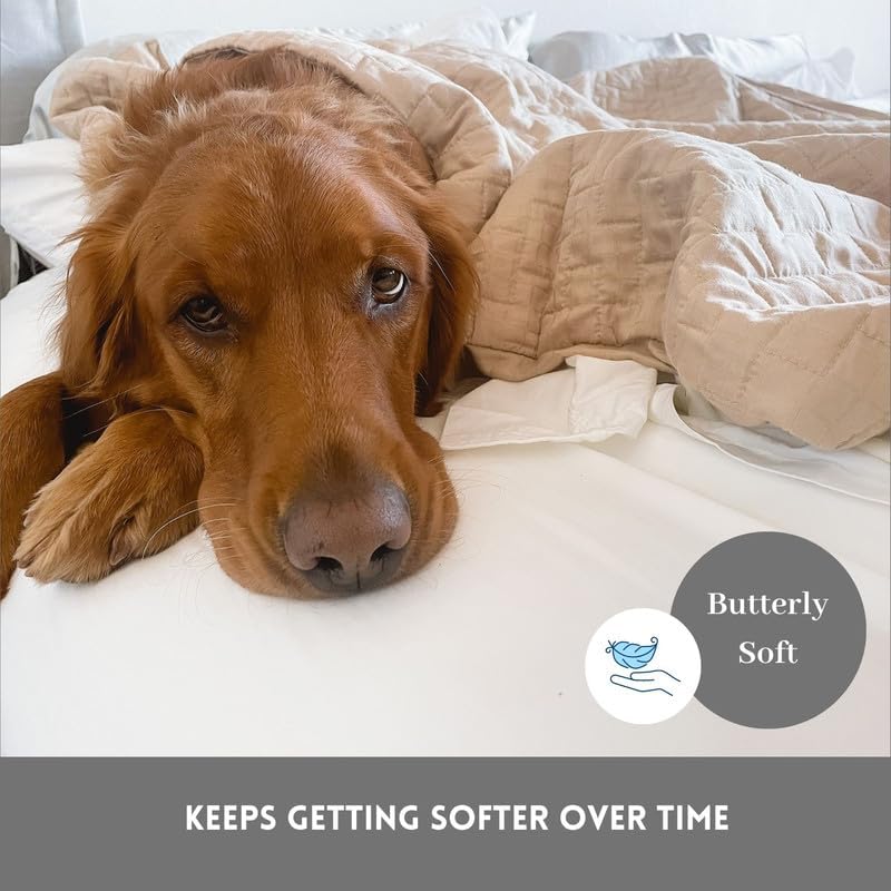 Miniatura 2 de DreamFit DreamComfort - Juego de sábanas de algodón de fibra larga 100% natural con bandas elásticas en las esquinas con bolsillos extra profundos