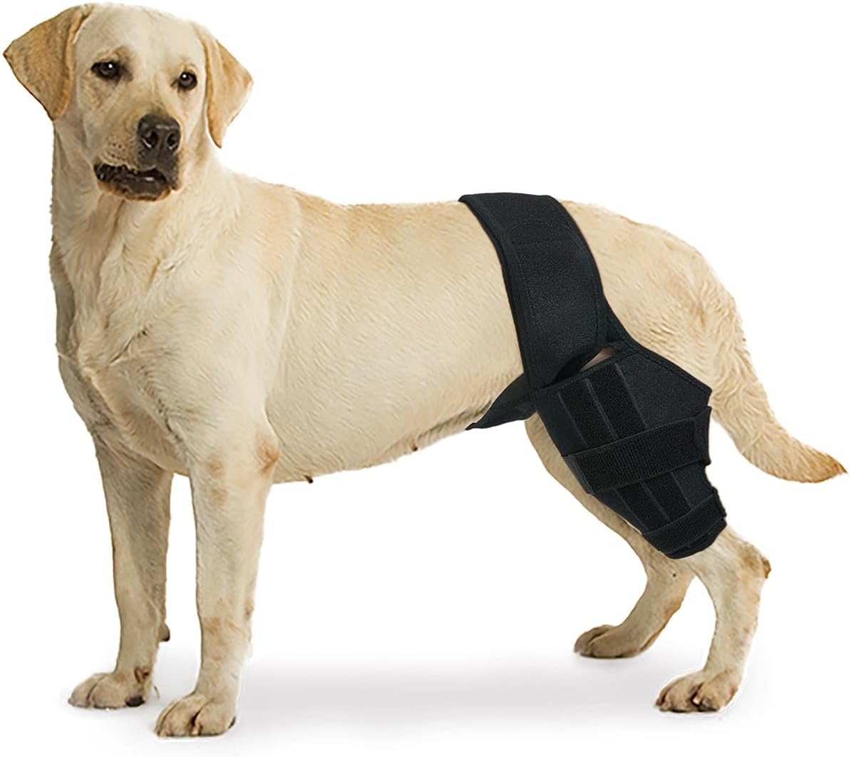 Front Legs Dog Knee Brace for ACL, CCL, Muscle Soreness