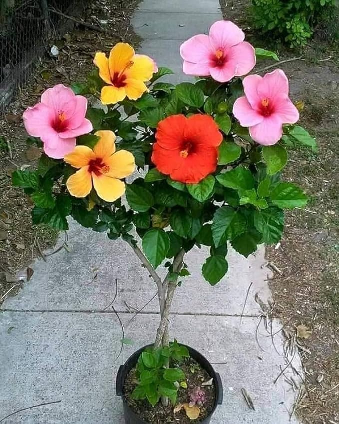 Image of Hibiscus Gudhal Flower Live Plant, Garden and Outdoor Nursery Plant, Multicolour (Hibiscus flower plant)(Live Plant)(GUDHAL FLOWER PLANT) With Pot