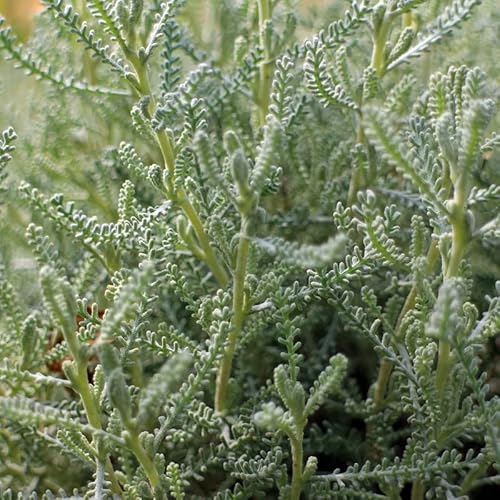 6x Heiligenkraut - Santolina chamaecyparissus - Topf 9x9cm - Mediterrane Staude