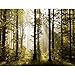 Fototapete Wald Landschaft Sonne 352 x 250 cm Vlies Tapeten Wandtapete XXL Moderne Wanddeko Wohnzimmer Schlafzimmer Büro Flur Grün Braun 9010011a