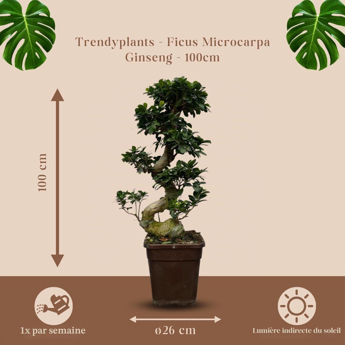 Trendyplants - Ficus Microcarpa Ginseng - Bonsaï - Plante d'intérieur - Hauteur 70-90 cm - Taille du pot Ø23cm