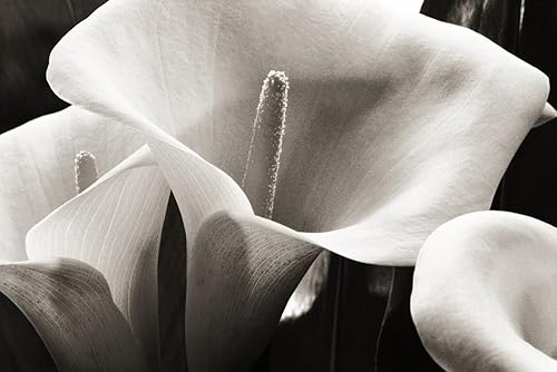 Posterazzi Hawaii Big Island Volcano Primer plano de los lirios de cala (fotografía en blanco y negro), impresión (36 x 24)