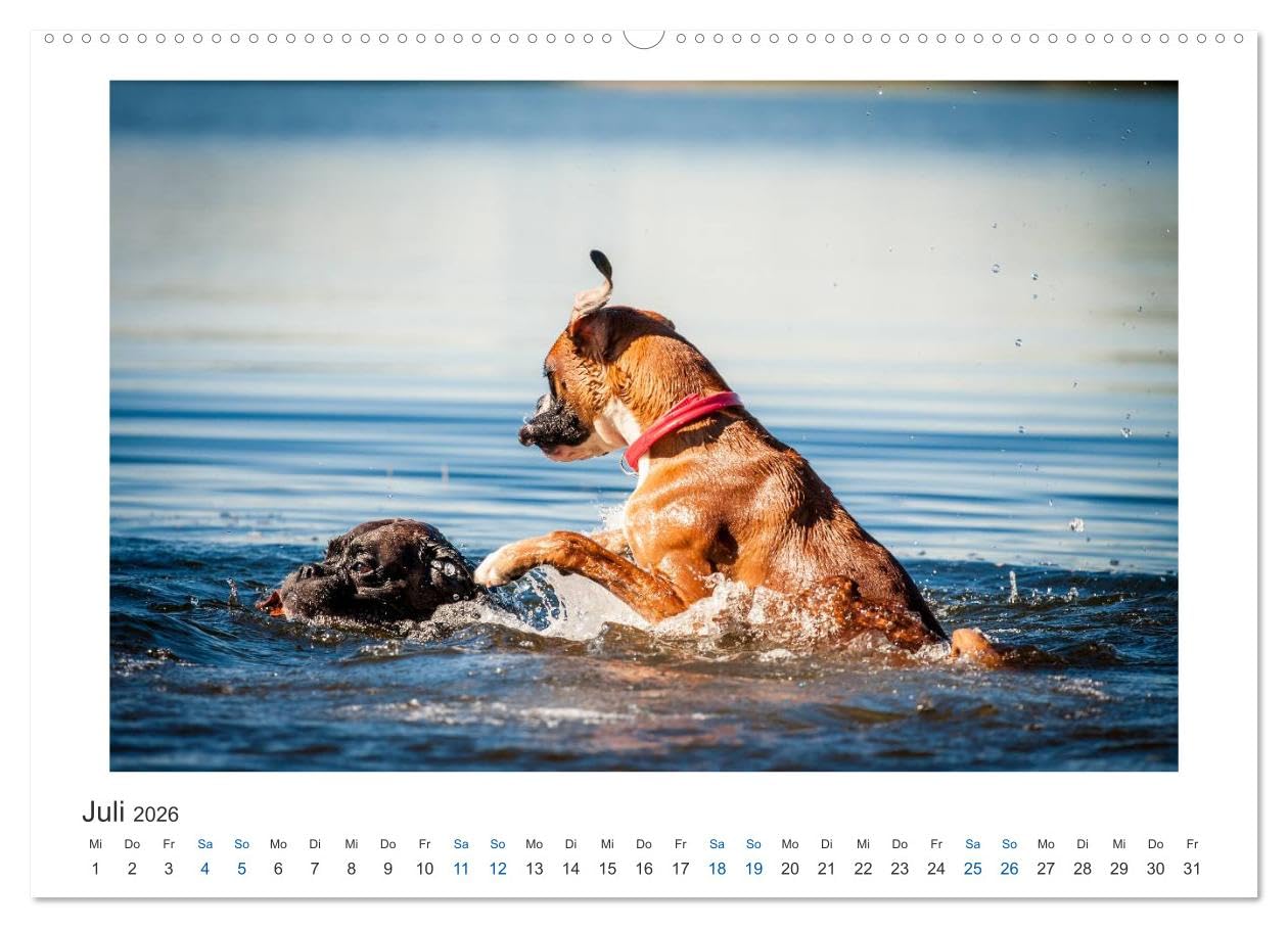 Deutscher Boxer - Boxer im Wasser 2026 (hochwertiger Premium Wandkalender 2026 DIN A2 quer), Kunstdruck in Hochglanz: Boxer im Wasser fotografiert (CALVENDO Tiere)