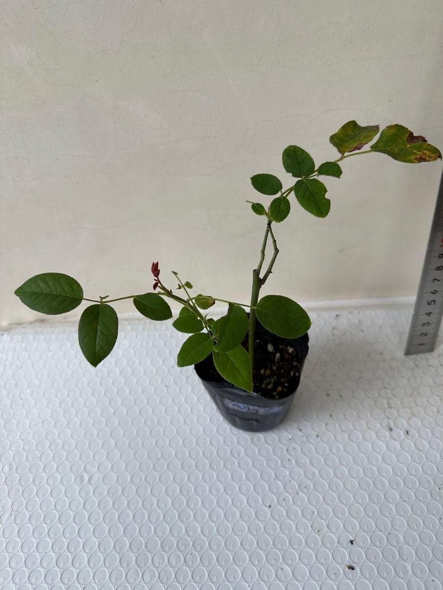 Amazon.co.jp: バラ苗 薔薇 挿し木苗 ER 品種 : DIY・工具・ガーデン