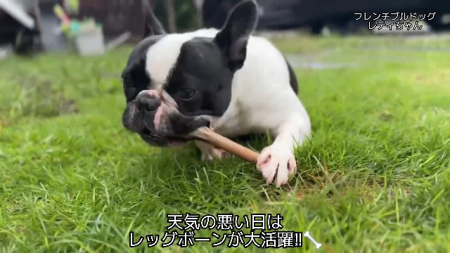 Amazon | 【国産 鹿肉ジャーキー】 BOOOCHI ぶーち 犬のおやつ