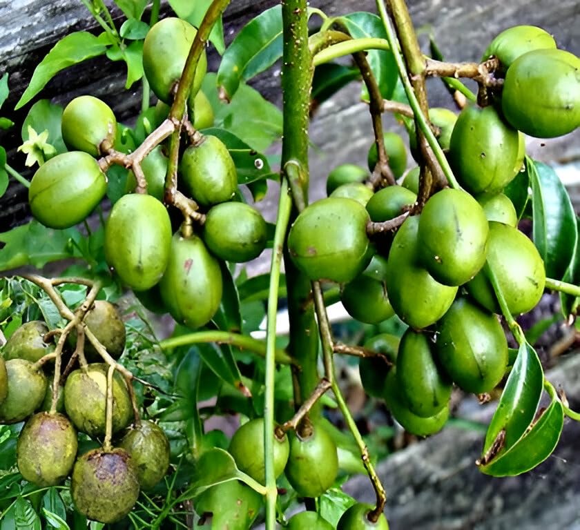 ABEFARIYA Plum Bilati Amra Ambarella Spondias Mombin All Time Fruit Live Plants & Tree with Grow bag -(height 40-45 c.m.) for home gardening (Quantity 1) Outdoor Plant ''Fruit After 1 Year''-image-12