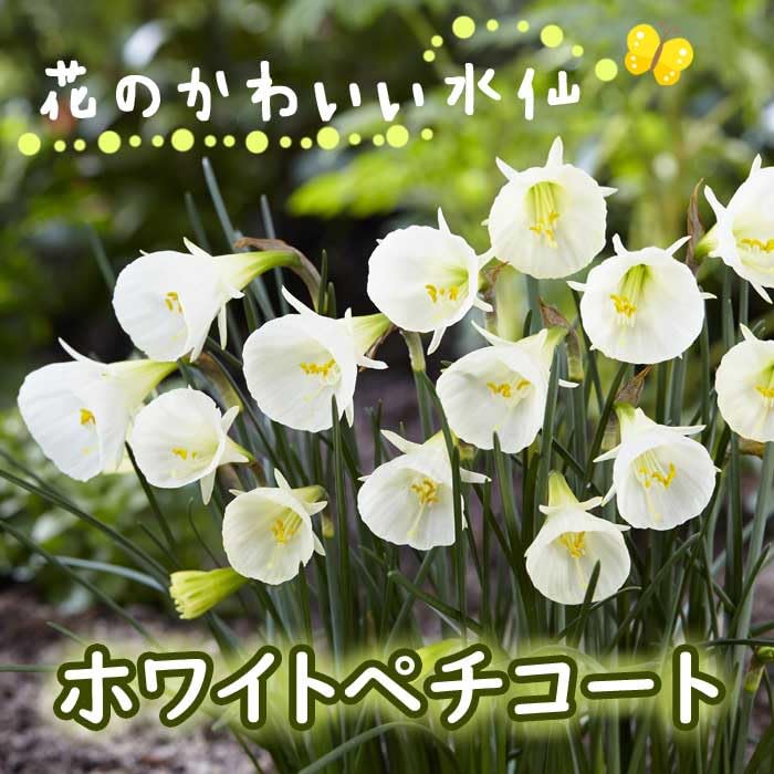 Amazon.co.jp: 花のかわいい ミニ 水仙 球根 【 ホワイトペチコート