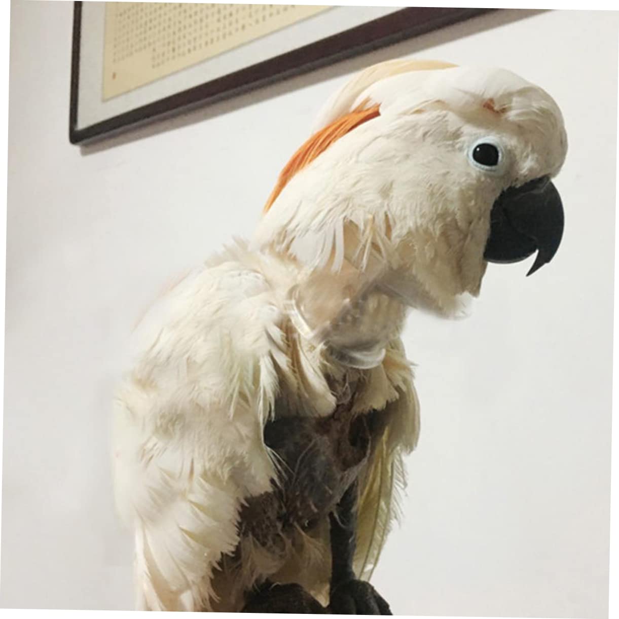 Yardwe 3pezzi Collare per per Pappagalli Antipulci per Macaw per Limitare del e Prevenire Plucking