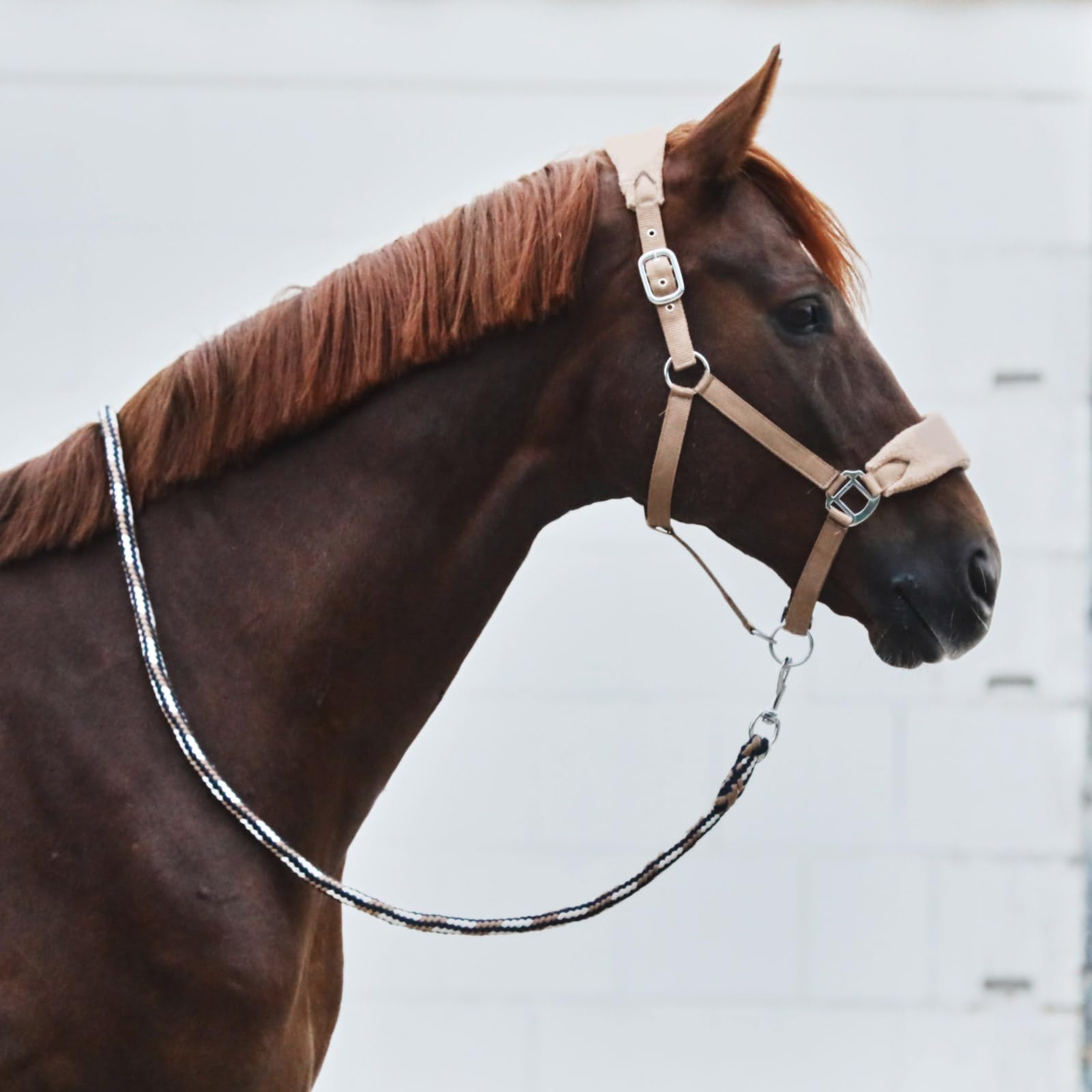 Corbeau Taxidermie Weaver Leather Licol En Corde Pour Bétail Bleu