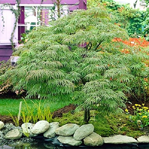 Waterfall Green Weeping Laceleaf Japanese Maple