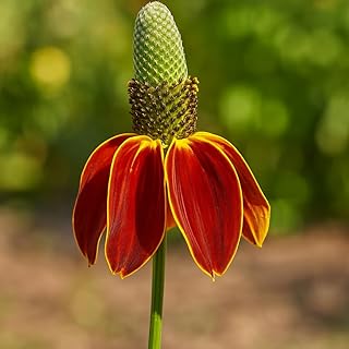 Perennial Farm Ratibida Columnifera 'Red Midget' ((Mexican Hat Plant/Upr...