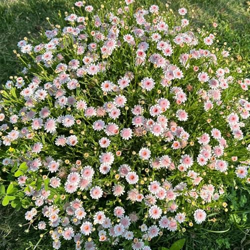 Semi di margherita perenne-decorazione soggiorno semi di perenni resistenti,in vaso coltivazione di semi,facile da piantare 250pcs