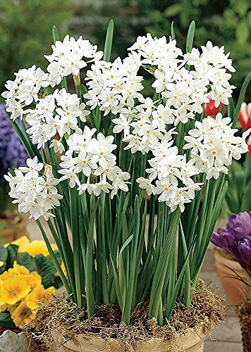 Ziva Paperwhite Narcissus - 5 Bulbs - 14/15 cm Bulbs - Indoor/Very Fragrant Ziva Paperwhite Narcissus - 5 Bulbs - 14/15 cm Bulbs - Indoor/Very Fragrant