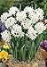 Ziva Paperwhite Narcissus - 5 Bulbs - 15/16 cm Bulbs - Indoor/Very Fragrant