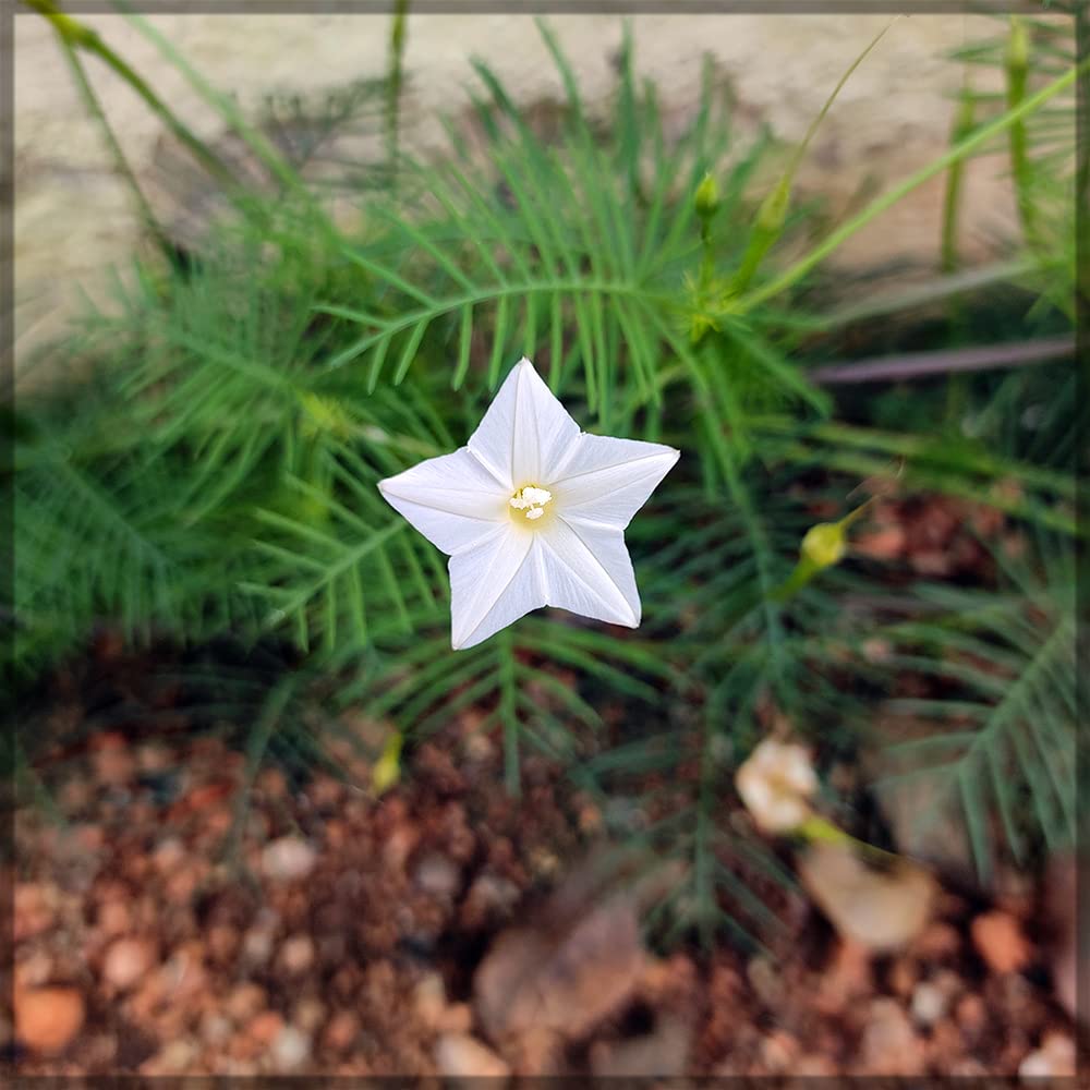 Cypress Vine White / Ipomoea quamoclit / Humming Bird Creeper Flower Seeds - Pack of 20+ Seeds (White) - Our Seeds (B09JFTHNRS) Amazon Price History, Amazon Price Tracker