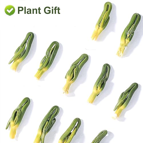 Miniatura 10 de Plant Gift Plúmula de loto seca, núcleo de loto, hierbas secas a granel, té saludable y núcleo de semilla de loto natural, flor de hierbas china