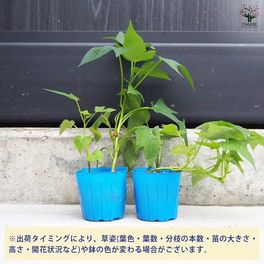 Amazon.co.jp: ITANSE さつまいもの苗 ふくむらさき 3号 2