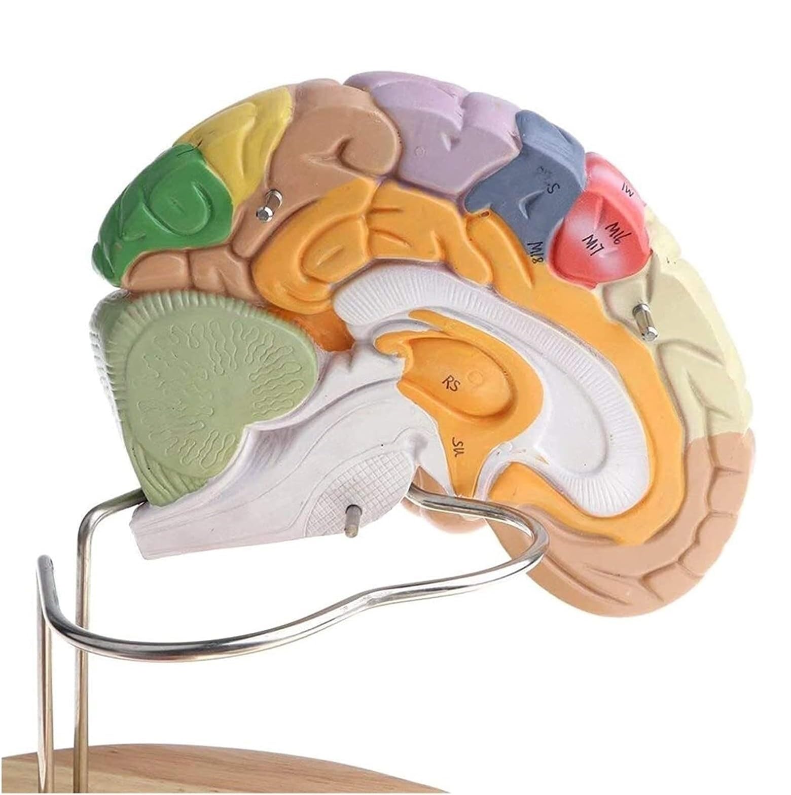 Anatomía De La Educación Modelo De Anatomía del Cerebro Humano Extraíble, Aumento 2X, 4 Partes, Anatómico Muñeca de Anatomía