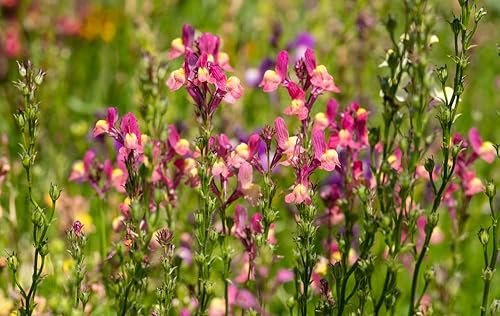 Miniatura 3 de Toadflax - Ramo de hadas enanas (Linaria maroccana) – Más de 5000 semillas sin OMG y reliquias de Isla's Garden Seeds, delicada mezcla de flores