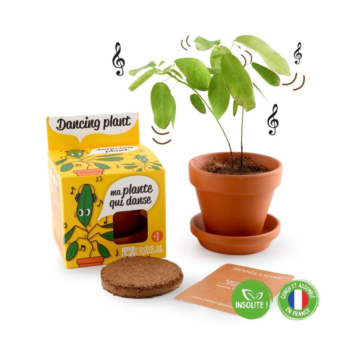 Radis et Capucine Pot avec coupelle Plante qui danse 8 cm