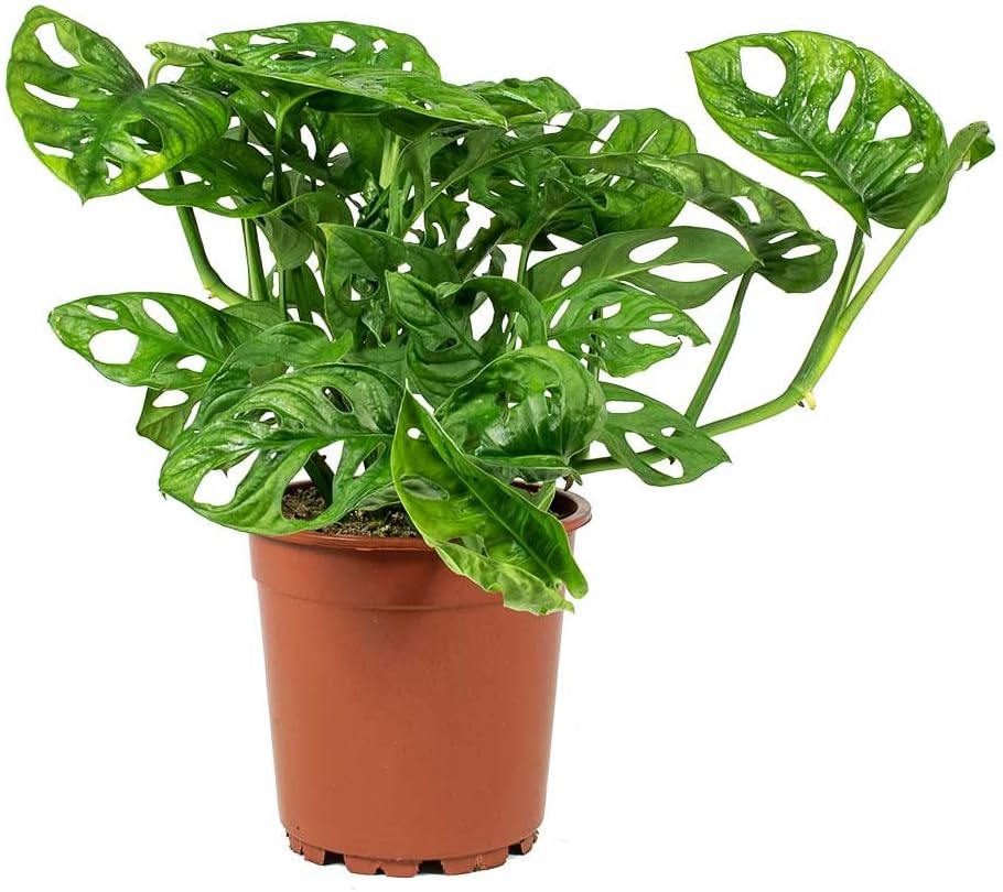 Monstera Monkey Mask 20 to 30 CM - Fresh Indoor Plants