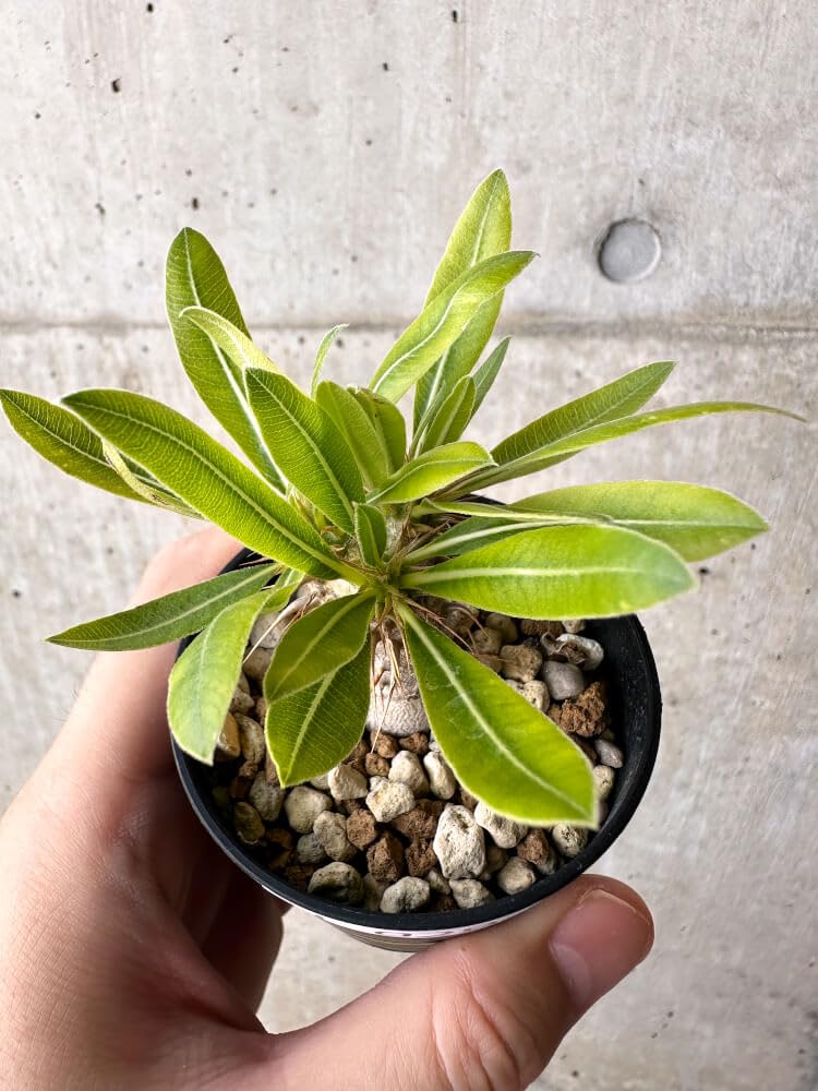 塊根植物 パキポディウム マカイエンセPachypodium Makayense Pachypodium makayense - パキポディウム・マカイエンセ – VALIANT