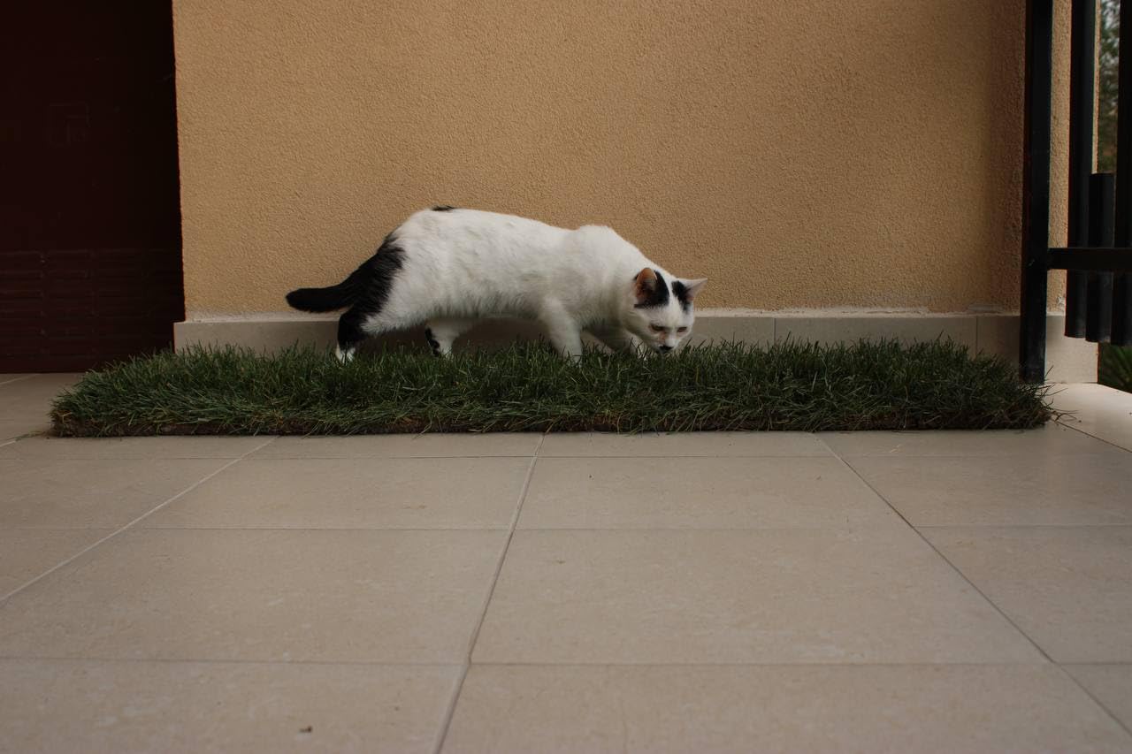 PratoErboso GreenZolla - L' Originale Lettiera per Gatti in Erba Vera Naturale, Traversina 100% Naturale Cuccia per Gatti in Vero Prato, Zona Gioco e Relax per Animali Misura Maxi