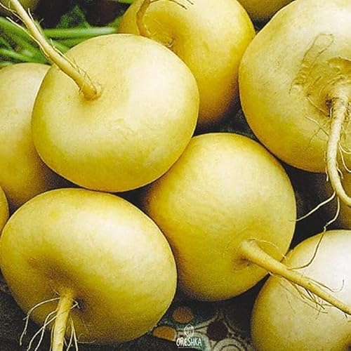 Turnip Petrovskaya 50 PCS Fresh Seeds, Brassica Rapa Petrovskaya, Neep, Rutabaga, Turnip Organic Seeds