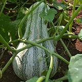 Green Striped Cushaw Pumpkin 30 Seeds/Seed