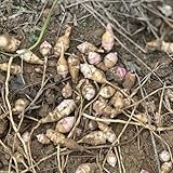 topinambur - d'appartamento rare idea per un orto di aromatiche interno sostenibili di invernali aromatiche biologiche per 250semi