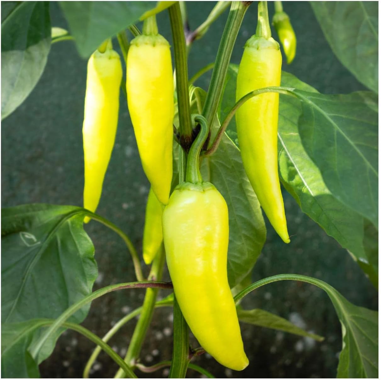 Everwilde Farms - 1/4 Lb Sweet Banana Sweet Pepper Seeds - Gold Vault