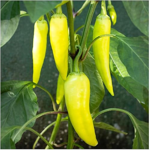 Miniatura 5 de everwilde explotacionesDulce plátano dulceSemillas de Pimienta Oro Vault