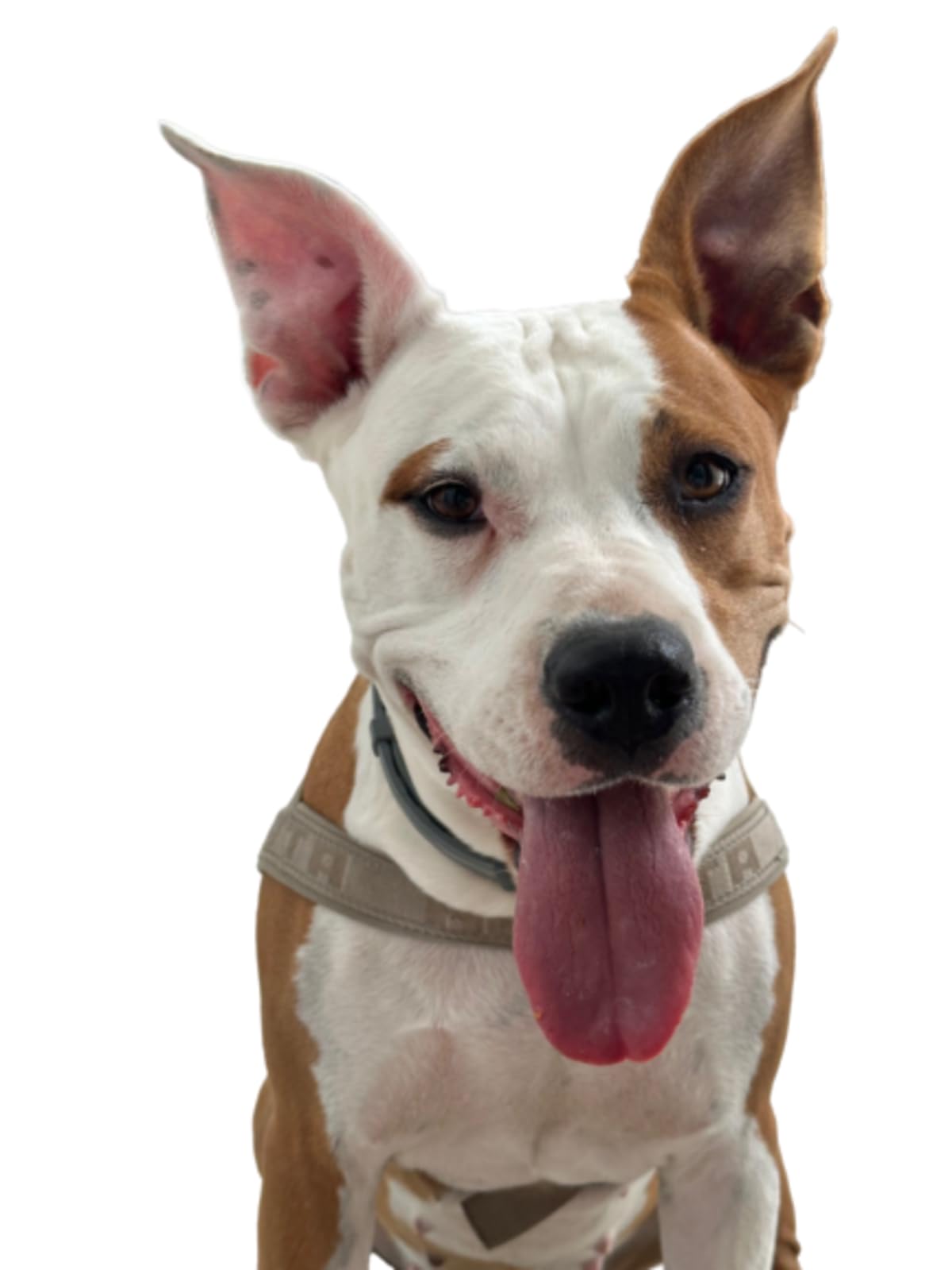 Orecchie di Bovino senza pelo, alimento naturale per Cani e Gatti essiccato a bassa temperatura. Confezione da 3 pezzi