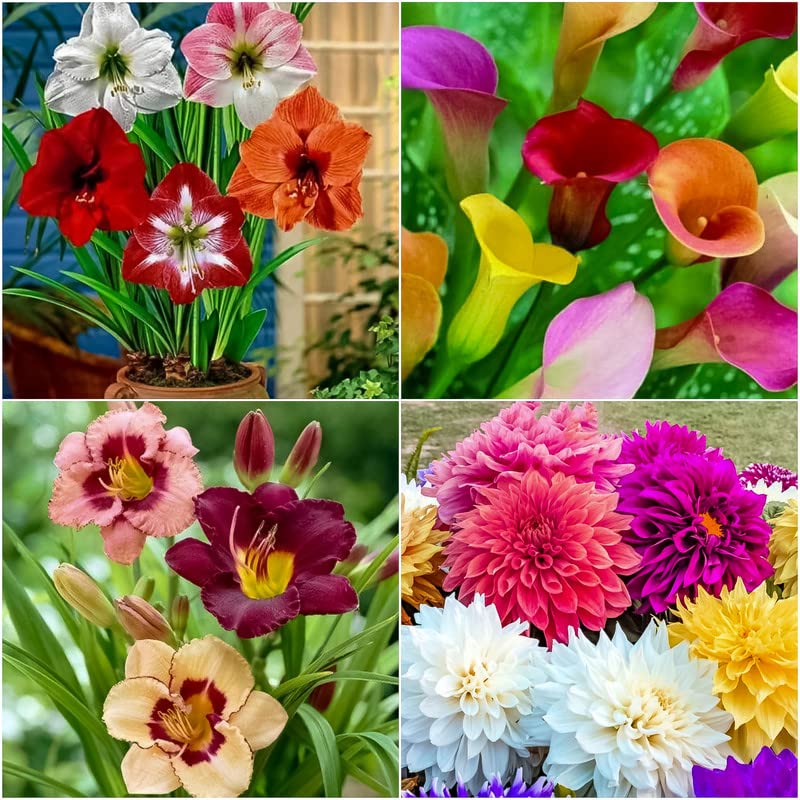 Radha Krishna Agriculture® Imported Summer Flower Bulbs For Outdoor & Indoor Gardening | Multicolor Bulb For Kitchen Garden | Calla Lily + Daylily + Dahlia + Amaryllis Lily Flower Bulbs 2 Each (B0BVHWSL32) Amazon Price History, Amazon Price Tracker