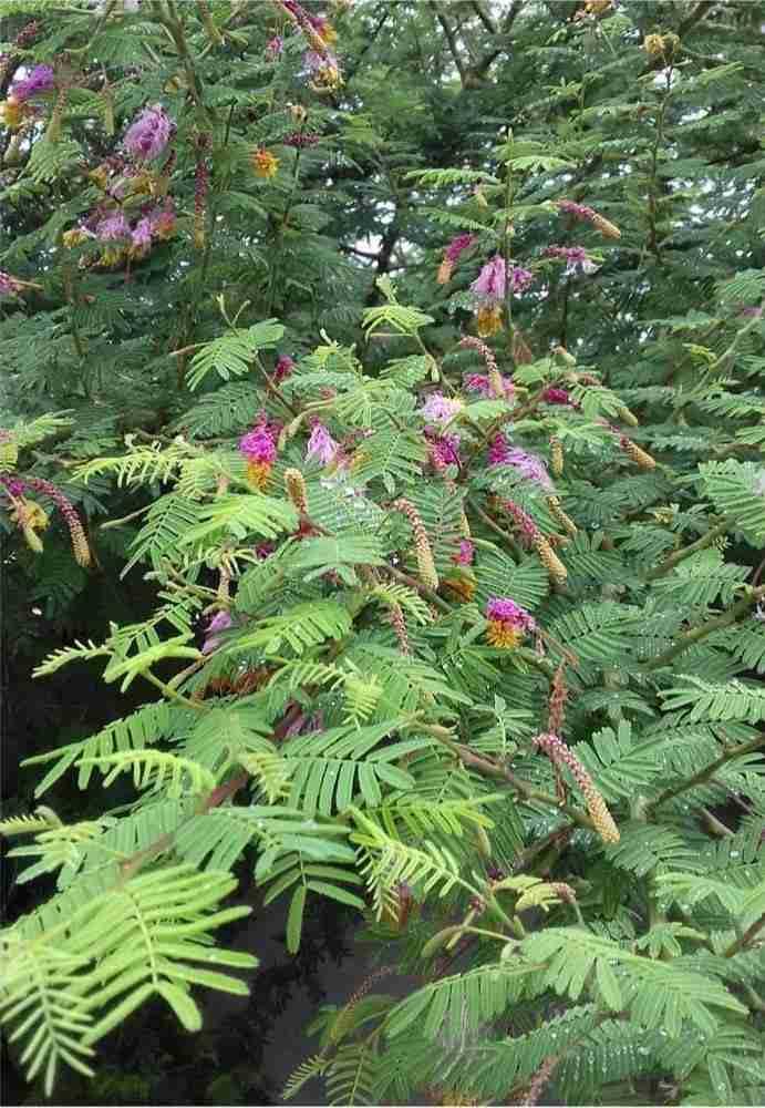 Shami tree seed || 11 seeds (B0CW3W2CY5) Amazon Price History, Amazon Price Tracker