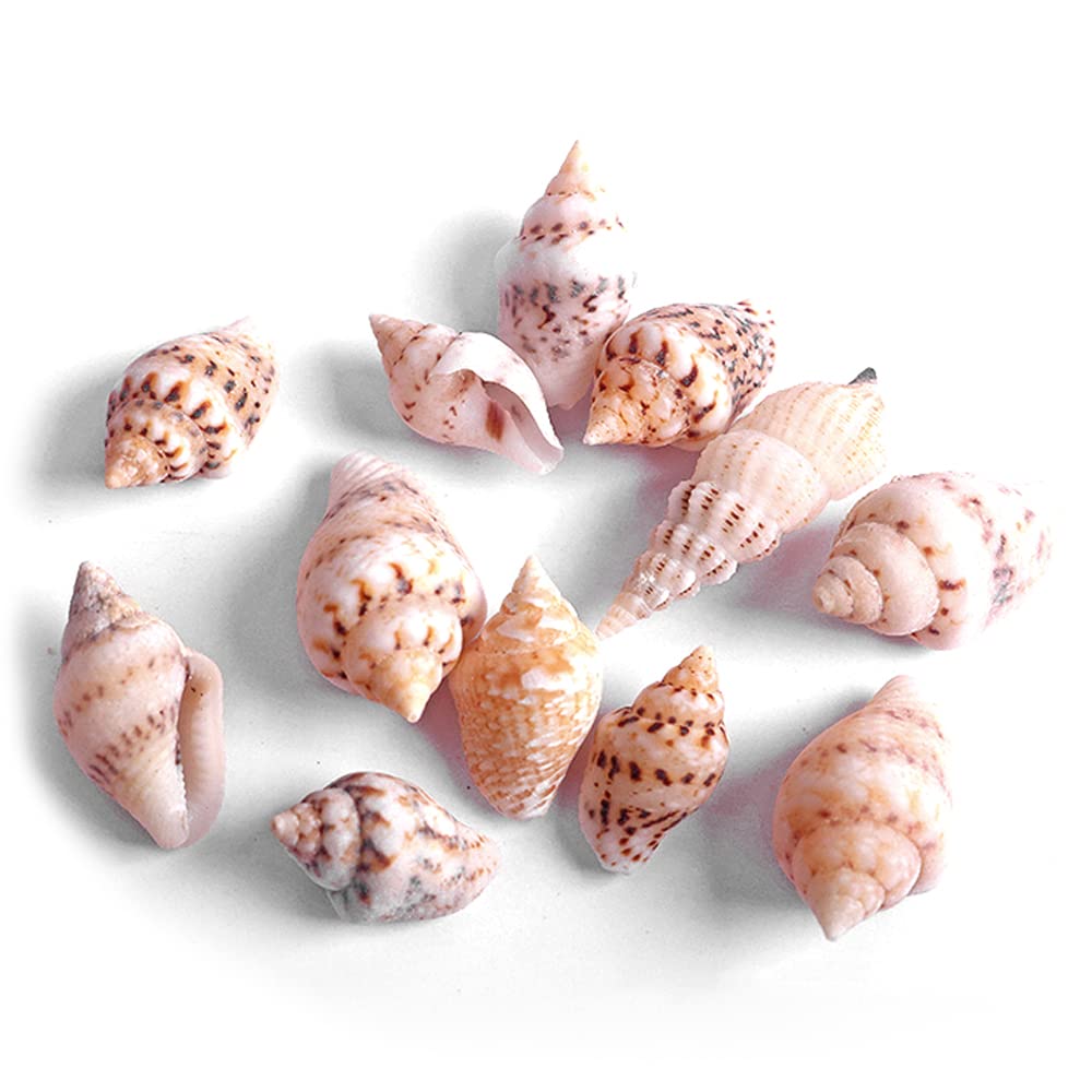 270 Conchiglie Naturali Con Foro - Per Creare Gioielli Fai Da Te, 18-21 Mm - Foto 9