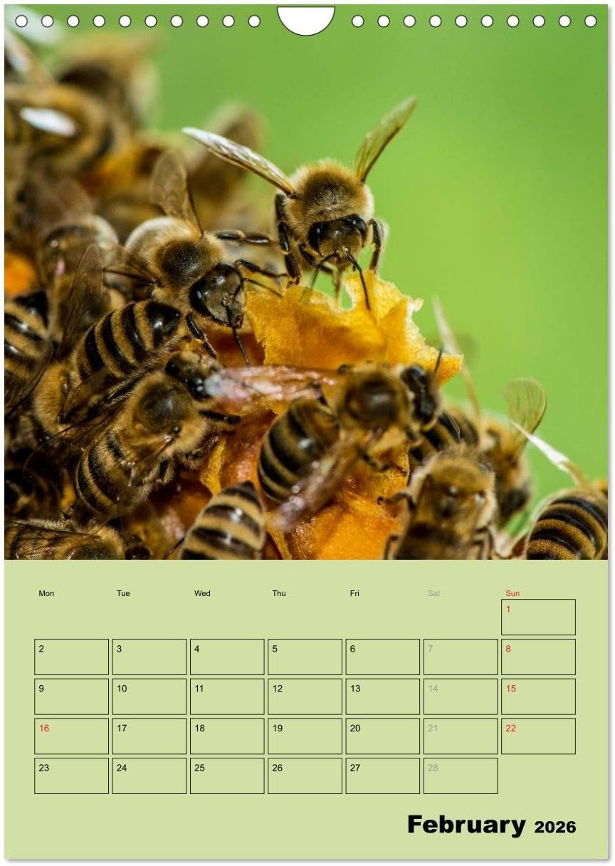 Bee planner, US-Version (Wall Calendar 2026 DIN A4 Portrait), CALVENDO 12 Month Wall Calendar