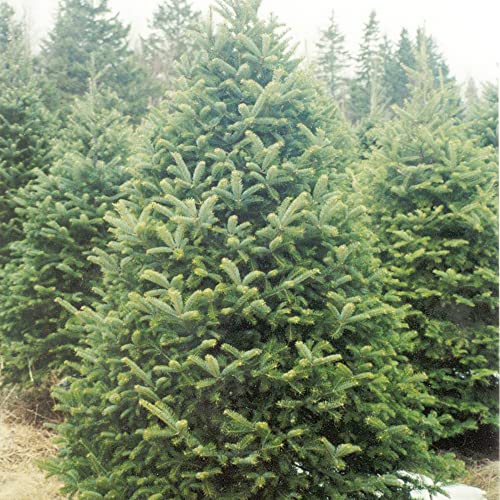 Balsam Fir Seeds Abies Balsamea Needled Evergreen Fragrant Low Maintenance Showy Patio Border Rock Garden Outdoor 30Pcs Tree Seeds By Yegaol Garden #TOP3