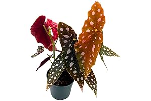 BubbleBloom’s 4" Polka Dot Begonia: A Vibrant Wonder in Your Home
