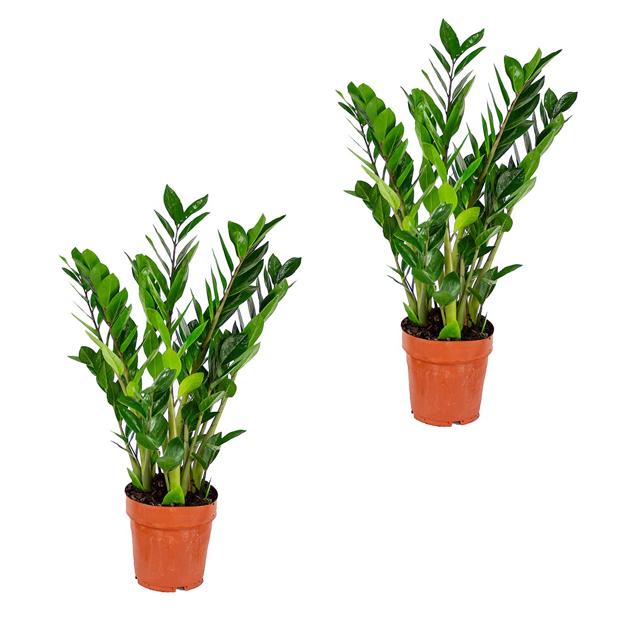 Bloomique - Set di 2 - Zamioculcas Zamiifolia - Pianta ZZ - Palma da Interno - Purifica l’Aria - Molto Facile da Curare - Alte 50-60 cm - Vaso 17 cm